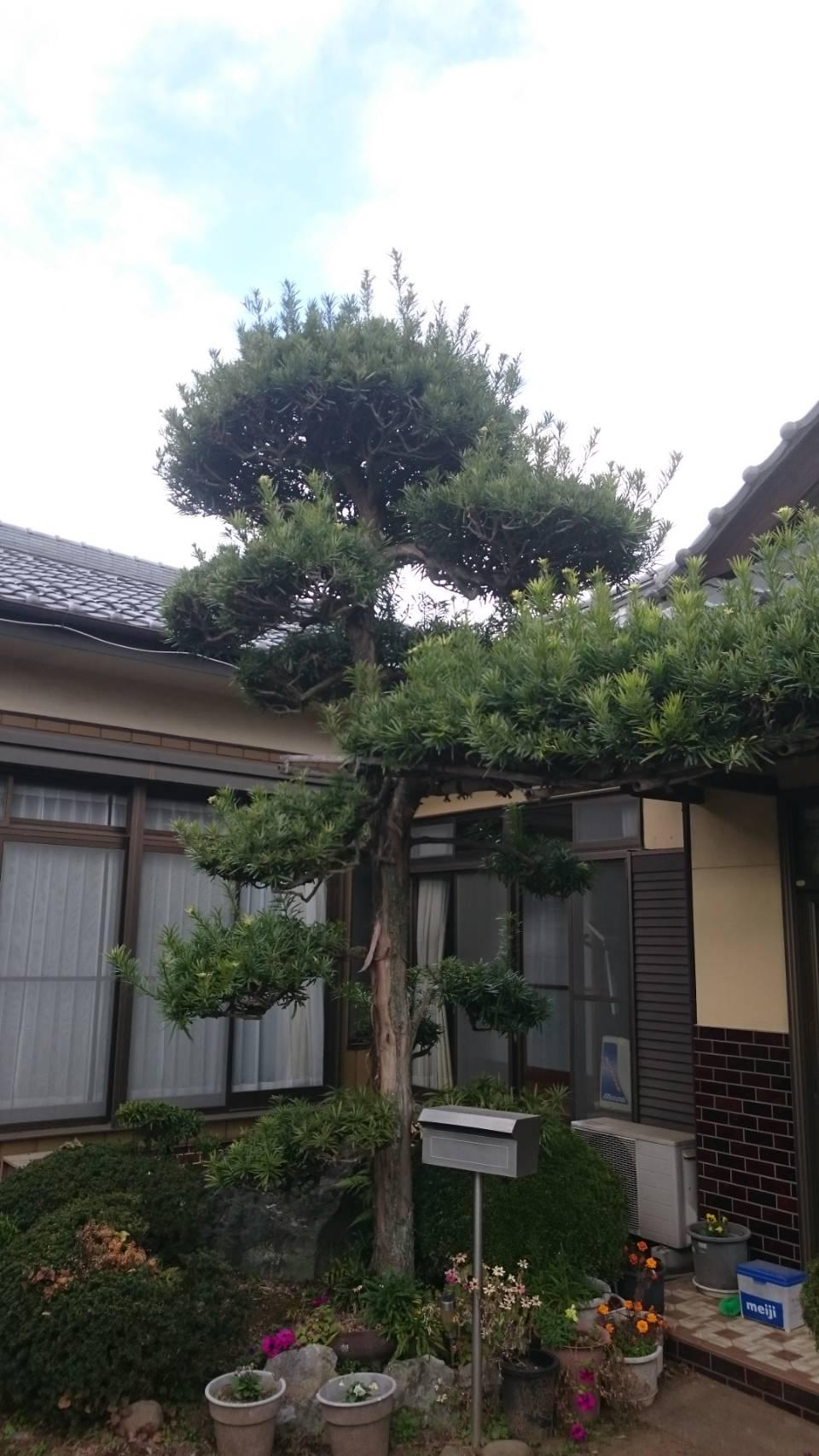 庭木の剪定を行いました